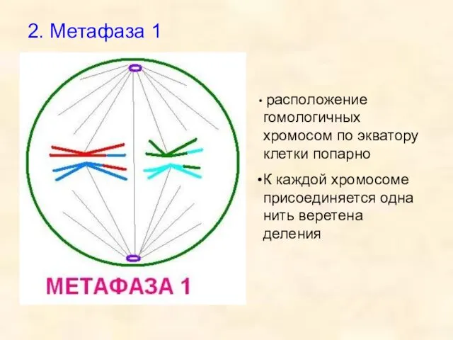 2. Метафаза 1 расположение гомологичных хромосом по экватору клетки попарно К каждой хромосоме