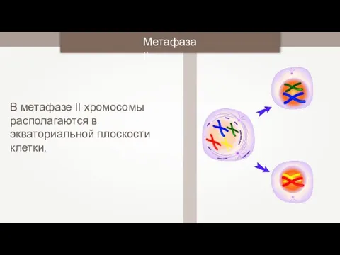 В метафазе II хромосомы располагаются в экваториальной плоскости клетки. Метафаза II