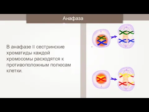 В анафазе II сестринские хроматиды каждой хромосомы расходятся к противоположным полюсам клетки. Анафаза II