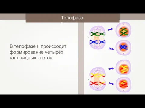 В телофазе II происходит формирование четырёх гаплоидных клеток. Телофаза II