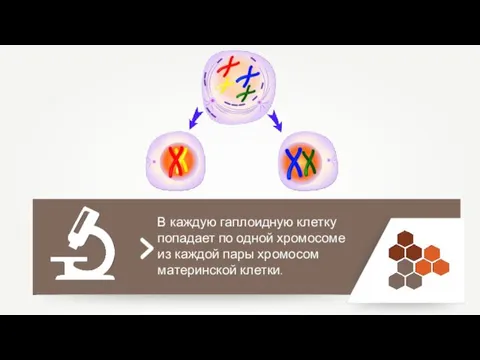 В каждую гаплоидную клетку попадает по одной хромосоме из каждой пары хромосом материнской клетки.