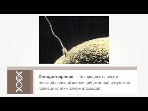Оплодотворение — это процесс слияния женской половой клетки (яйцеклетки) и мужской половой клетки (сперматозоида).