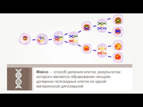 Мейоз — способ деления клеток, результатом которого является образование четырёх дочерних гаплоидных клеток