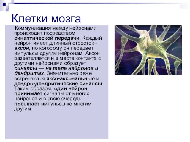 Клетки мозга Коммуникация между нейронами происходит посредством синаптической передачи. Каждый