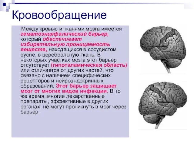 Кровообращение Между кровью и тканями мозга имеется гематоэнцефалический барьер, который