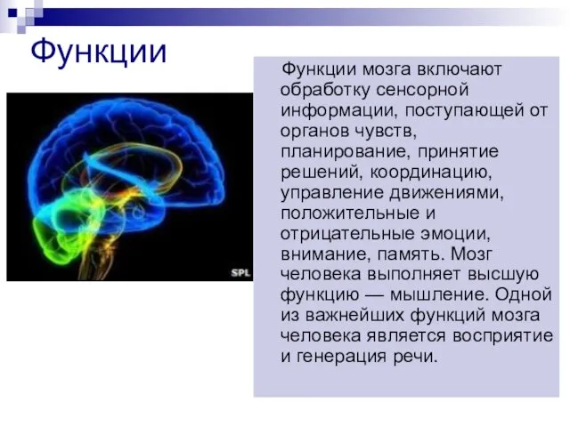 Функции Функции мозга включают обработку сенсорной информации, поступающей от органов