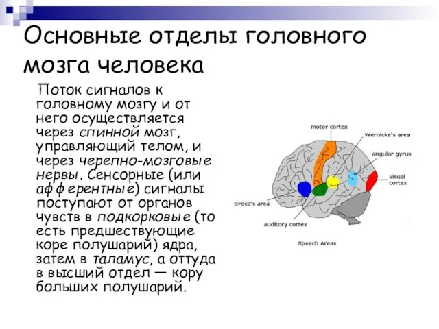 Основные отделы головного мозга человека Поток сигналов к головному мозгу