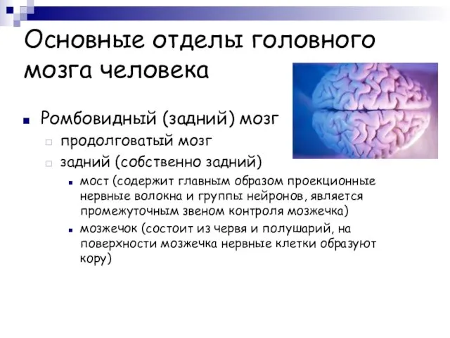 Основные отделы головного мозга человека Ромбовидный (задний) мозг продолговатый мозг