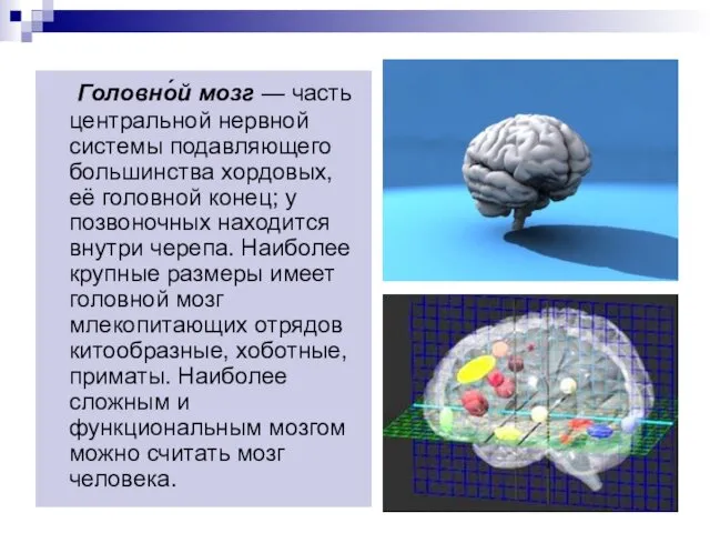 Головно́й мозг — часть центральной нервной системы подавляющего большинства хордовых,