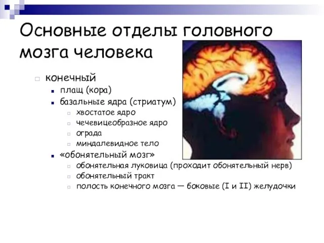 Основные отделы головного мозга человека конечный плащ (кора) базальные ядра