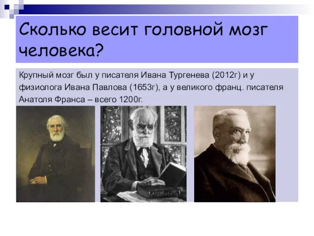 Сколько весит головной мозг человека? Крупный мозг был у писателя