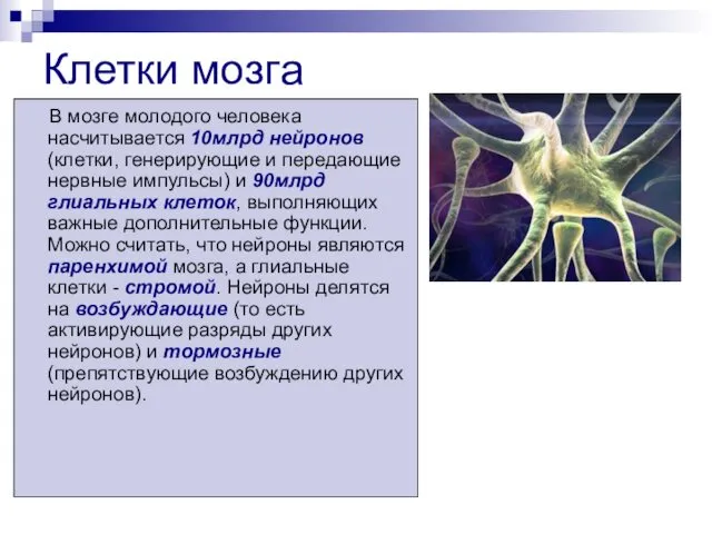 Клетки мозга В мозге молодого человека насчитывается 10млрд нейронов (клетки,