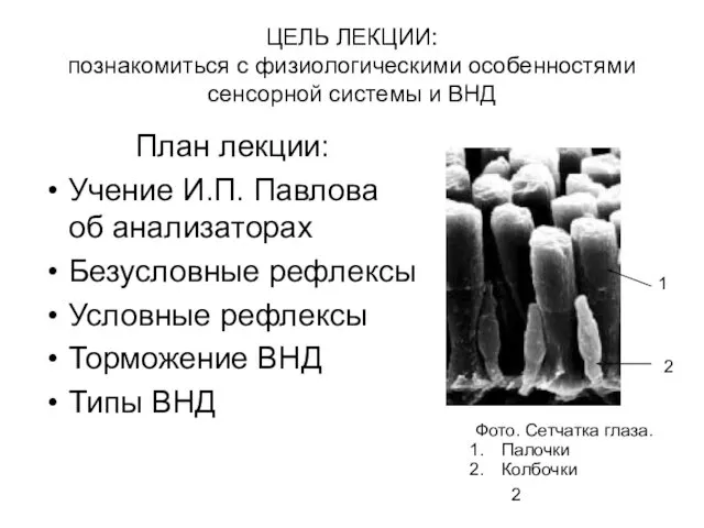 План лекции: Учение И.П. Павлова об анализаторах Безусловные рефлексы Условные