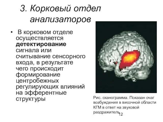 3. Корковый отдел анализаторов В корковом отделе осуществляется детектирование сигнала