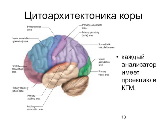 Цитоархитектоника коры каждый анализатор имеет проекцию в КГМ.