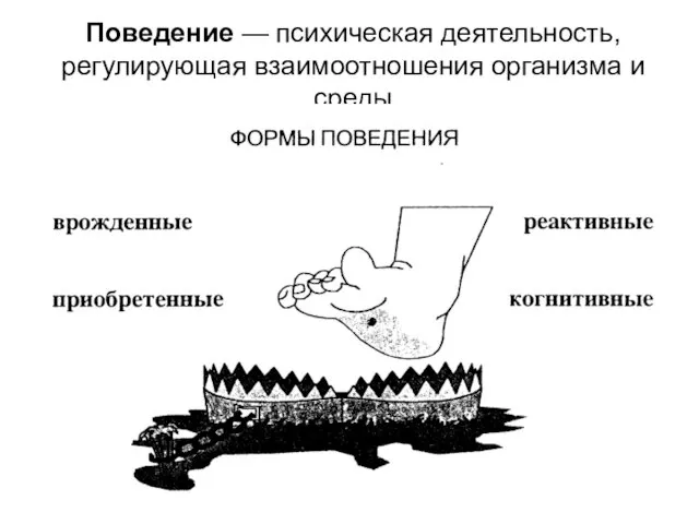 Поведение — психическая деятельность, регулирующая взаимоотношения организма и среды