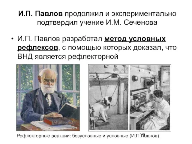 И.П. Павлов продолжил и экспериментально подтвердил учение И.М. Сеченова И.П.