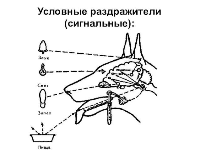 Условные раздражители (сигнальные):