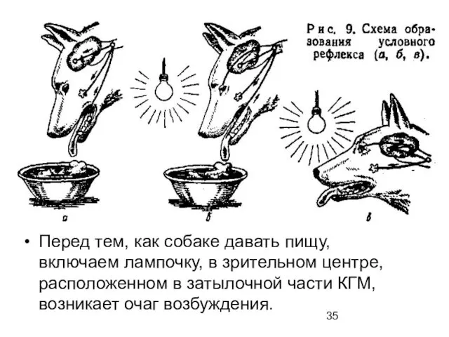 Перед тем, как собаке давать пищу, включаем лампочку, в зрительном