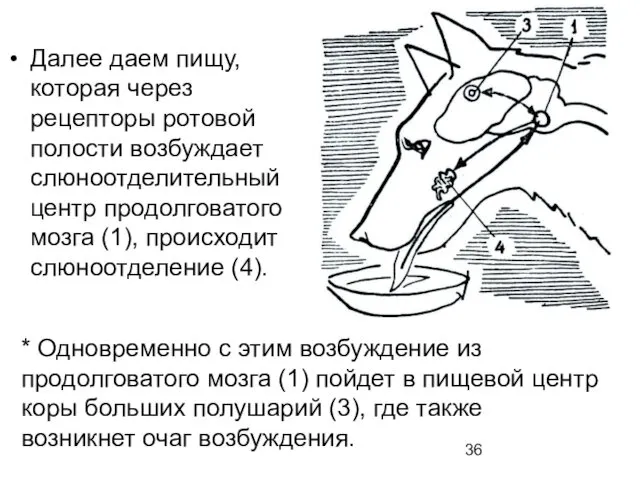 Далее даем пищу, которая через рецепторы ротовой полости возбуждает слюноотделительный