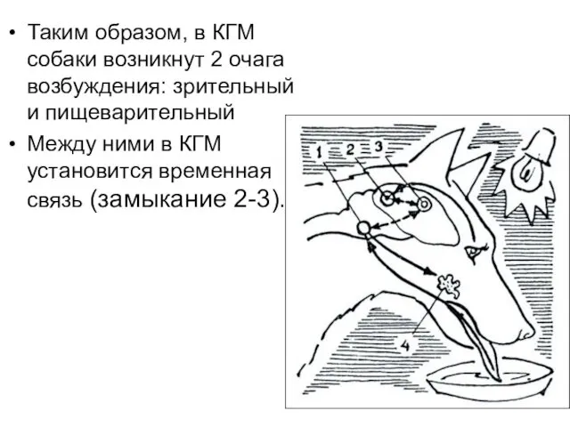 Таким образом, в КГМ собаки возникнут 2 очага возбуждения: зрительный