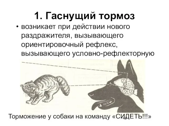 1. Гаснущий тормоз возникает при действии нового раздражителя, вызывающего ориентировочный