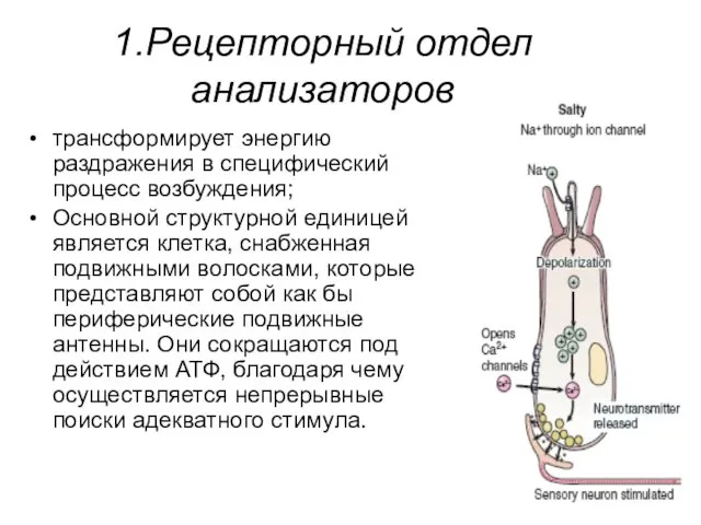 1.Рецепторный отдел анализаторов трансформирует энергию раздражения в специфический процесс возбуждения;