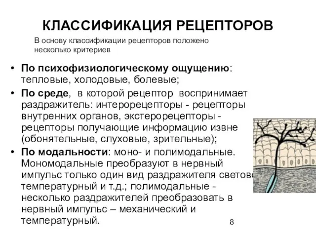 КЛАССИФИКАЦИЯ РЕЦЕПТОРОВ По психофизиологическому ощущению: тепловые, холодовые, болевые; По среде,