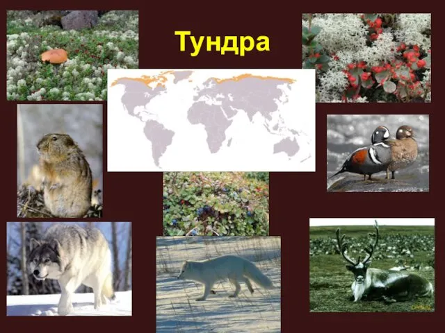 Тундра