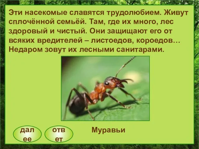 далее ответ Эти насекомые славятся трудолюбием. Живут сплочённой семьёй. Там,
