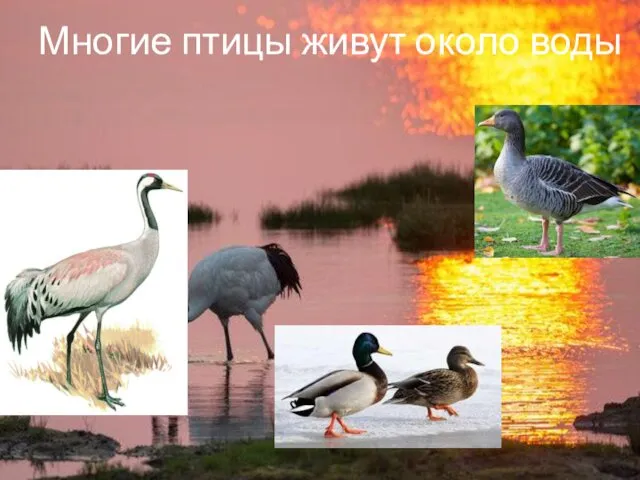 Многие птицы живут около воды