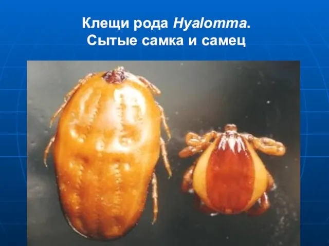 Клещи рода Hyalomma. Сытые самка и самец