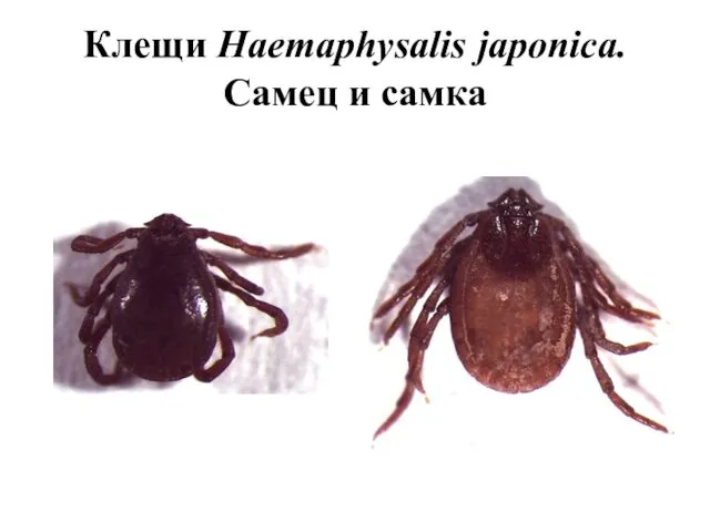 Клещи Haemaphysalis japonica. Самец и самка