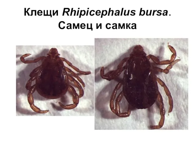 Клещи Rhipicephalus bursa. Самец и самка