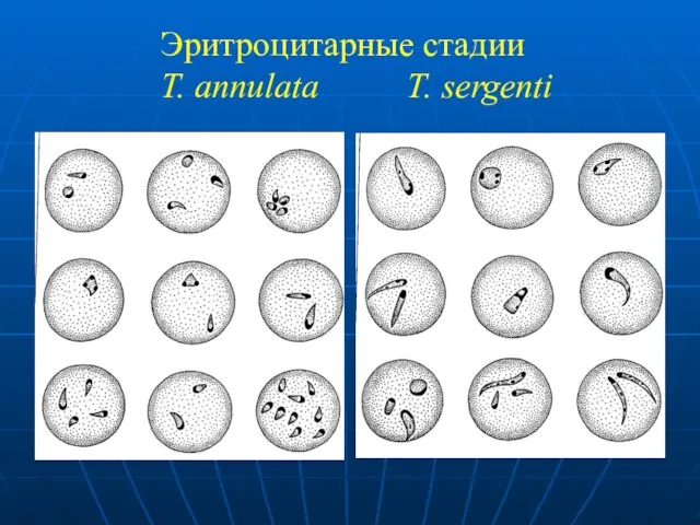Эритроцитарные стадии T. annulata T. sergenti