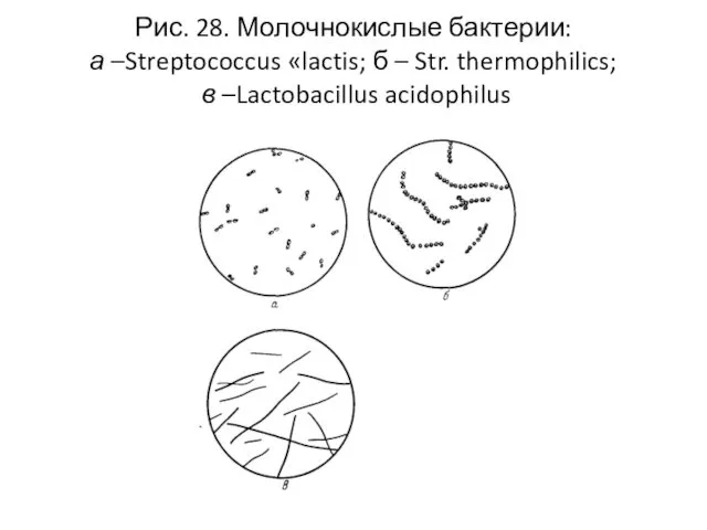 Рис. 28. Молочнокислые бактерии: а –Streptococcus «lactis; б – Str. thermophilics; в –Lactobacillus acidophilus