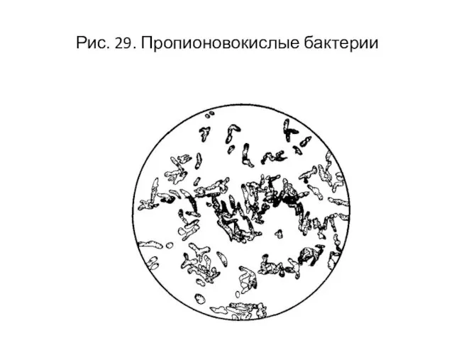 Рис. 29. Пропионовокислые бактерии