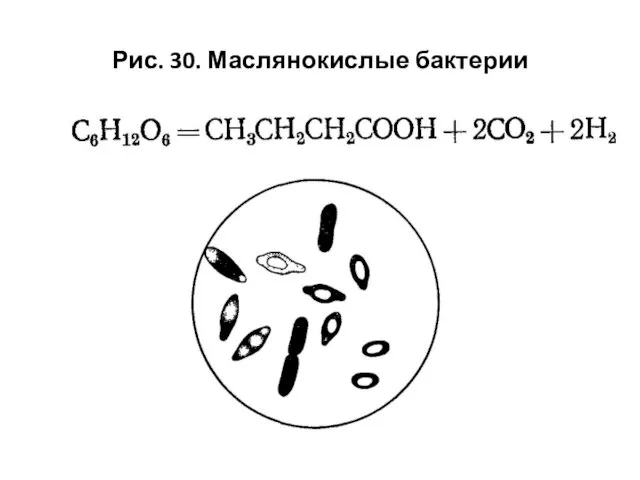 Рис. 30. Маслянокислые бактерии