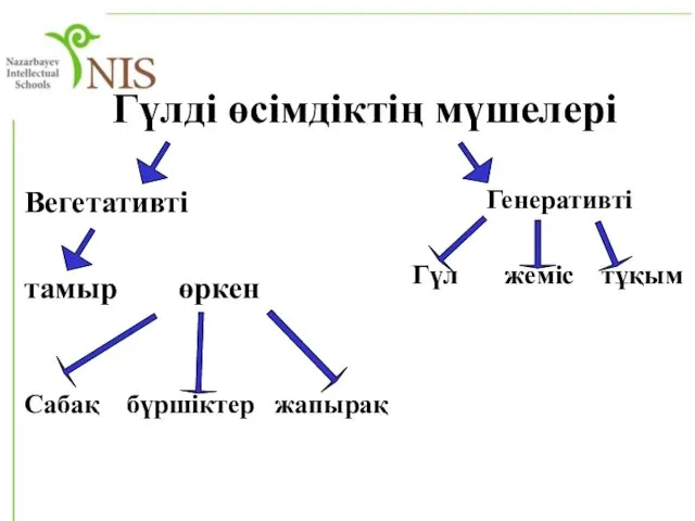 Гүлді өсімдіктің мүшелері Вегетативті тамыр өркен Сабақ бүршіктер жапырақ Генеративті Гүл жеміс тұқым