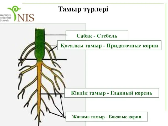 Тамыр түрлері