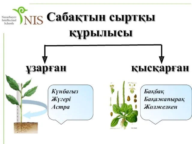 Сабақтын сыртқы құрылысы ұзарған қысқарған Күнбағыз Жүгері Астра Бақбақ Бақажапырақ Жолжелкен