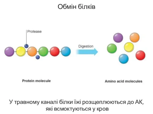 Обмін білків У травному каналі білки їжі розщеплюються до АК, які всмоктуються у кров