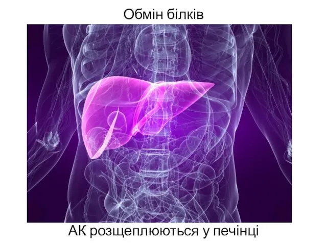 Обмін білків АК розщеплюються у печінці