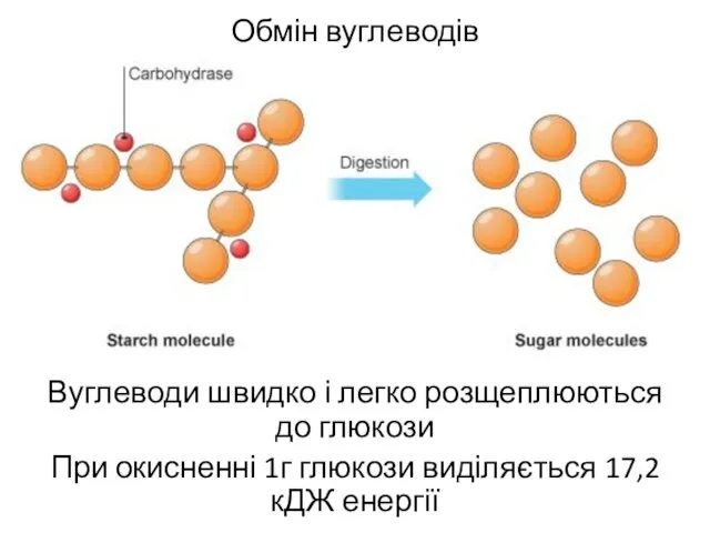 Обмін вуглеводів Вуглеводи швидко і легко розщеплюються до глюкози При окисненні 1г глюкози виділяється 17,2кДЖ енергії