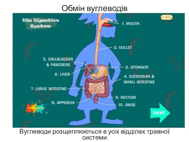 Обмін вуглеводів Вуглеводи розщеплюються в усіх відділах травної системи