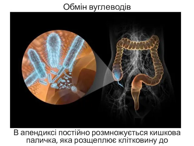 Обмін вуглеводів В апендиксі постійно розмножується кишкова паличка, яка розщеплює клітковину до глюкози