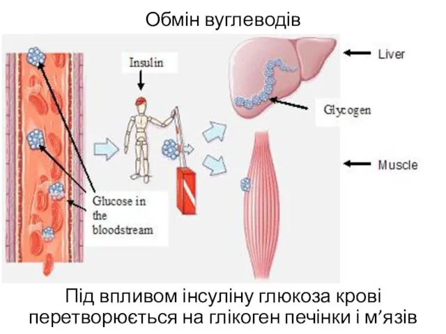 Обмін вуглеводів Під впливом інсуліну глюкоза крові перетворюється на глікоген печінки і м’язів