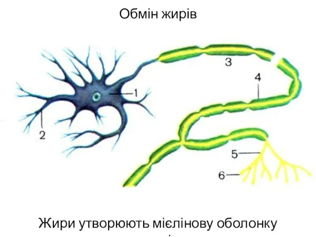 Обмін жирів Жири утворюють мієлінову оболонку нервів