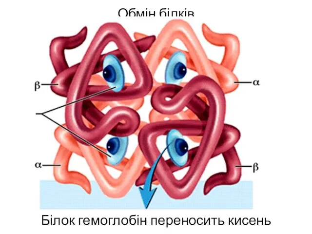 Обмін білків Білок гемоглобін переносить кисень