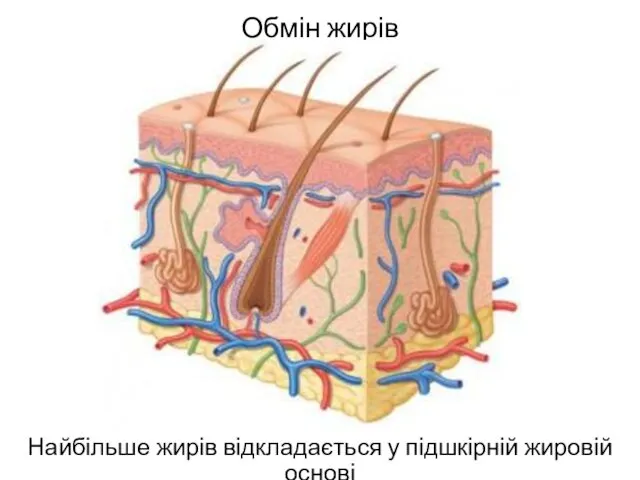 Обмін жирів Найбільше жирів відкладається у підшкірній жировій основі